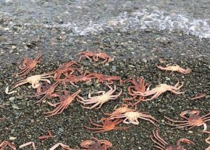 На городской пляж на Камчатке выбросило крабов