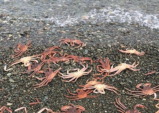 На городской пляж на Камчатке выбросило крабов
